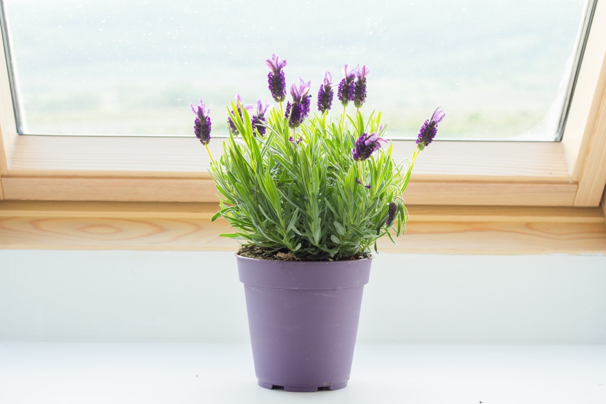 potted lavender on window sill