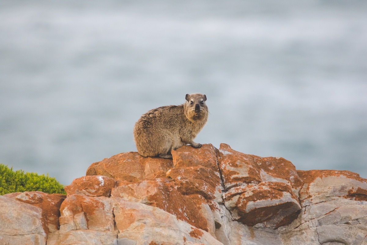 Close up image of rock hyrax sitting on a cliff - Image