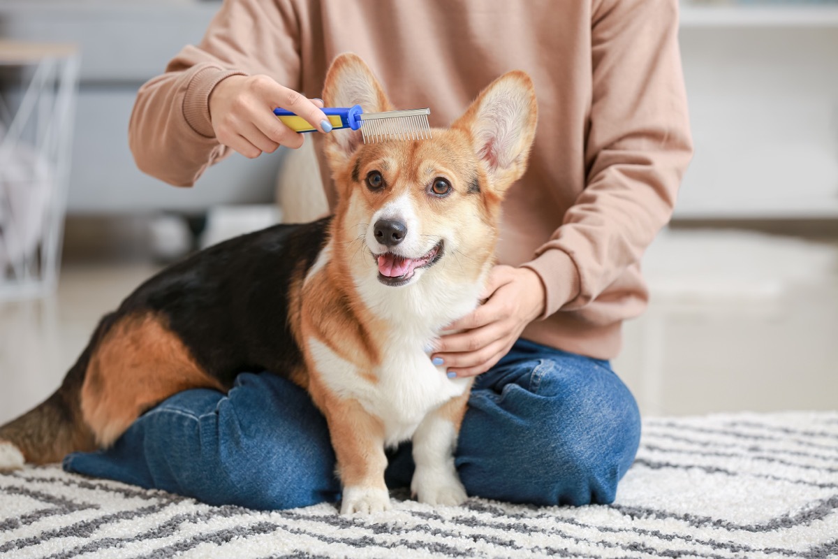 brushing corgi