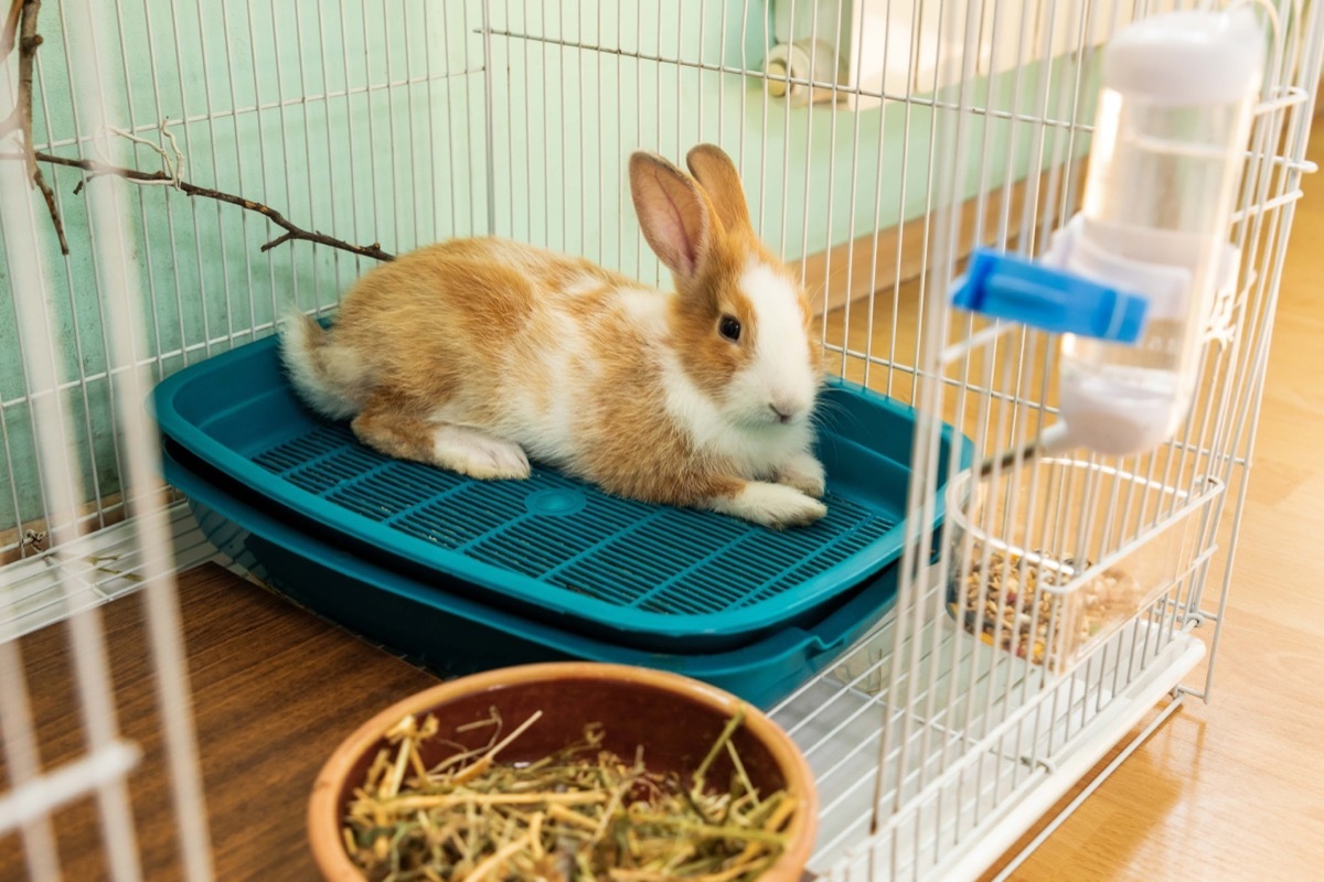 Bunny In Its Crate