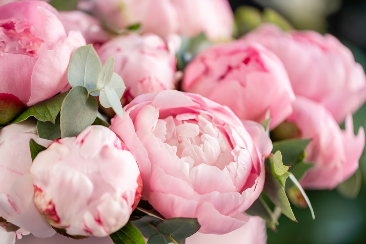 closeup of pink peonies