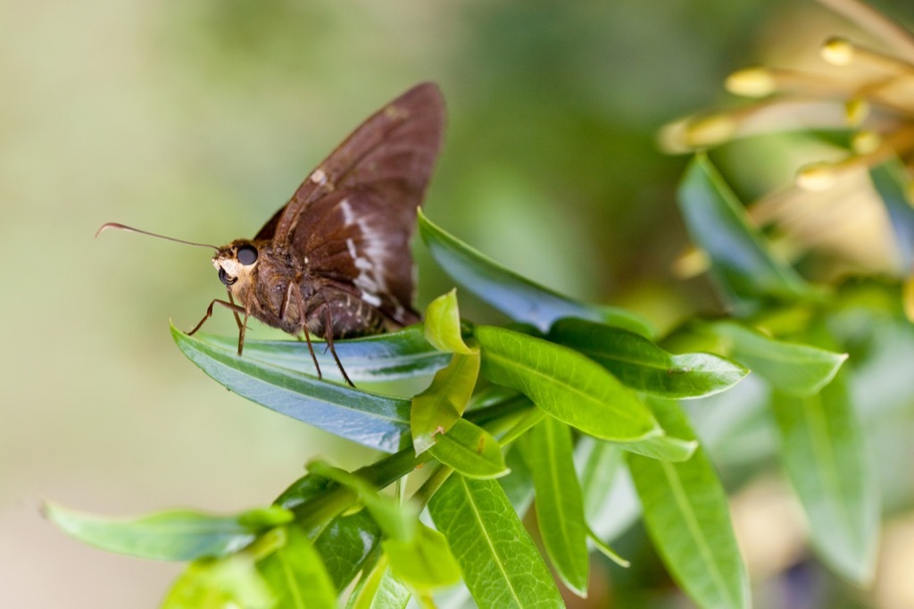 Brown moth outdoors