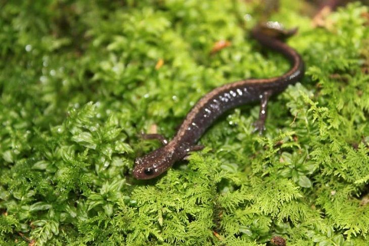 Thorius Arboreus Smallest Animals