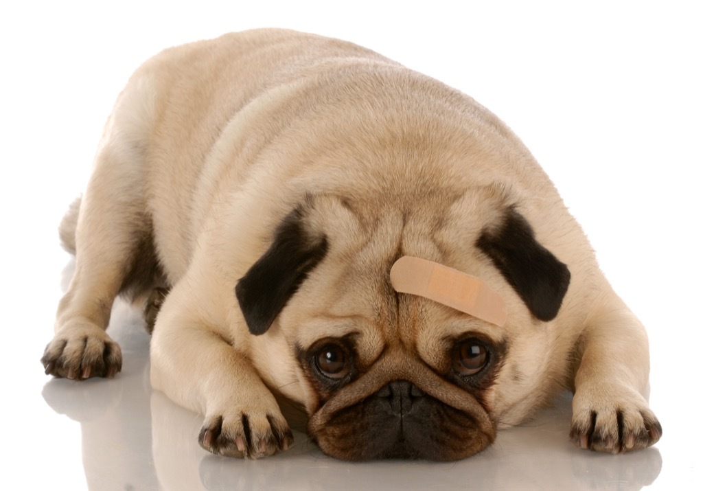 Dog with a bandaid on its head