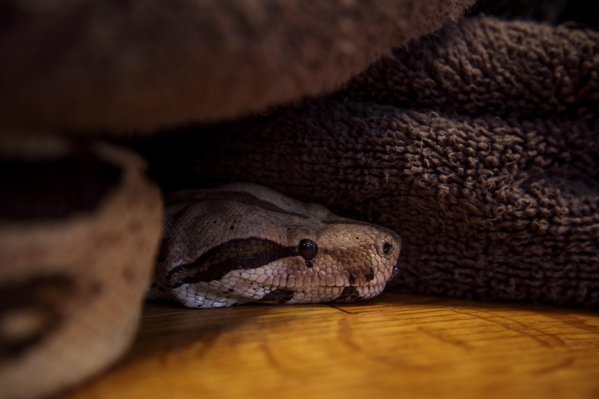 snake hiding in pile of towels or blankets