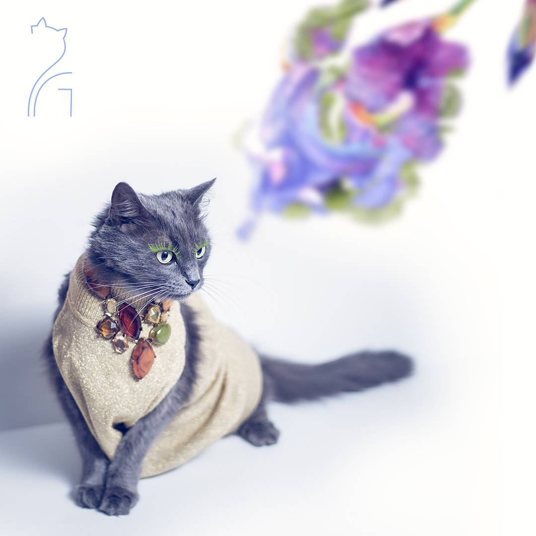 the_most_fashionable_cat_pitzush_puss_in_glam_07