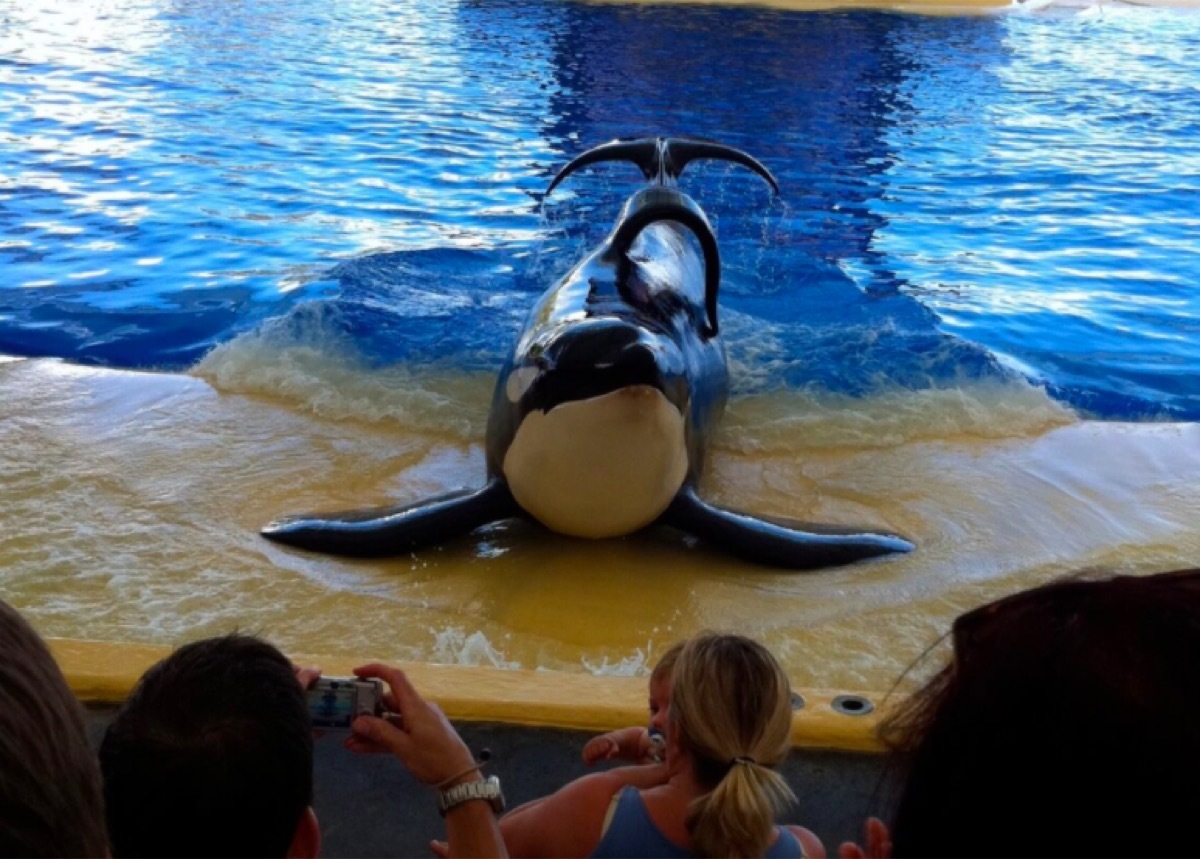 Still from Blackfish documentary