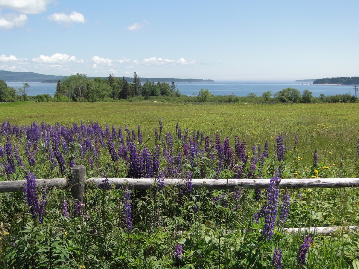 purple lupines acadia national park