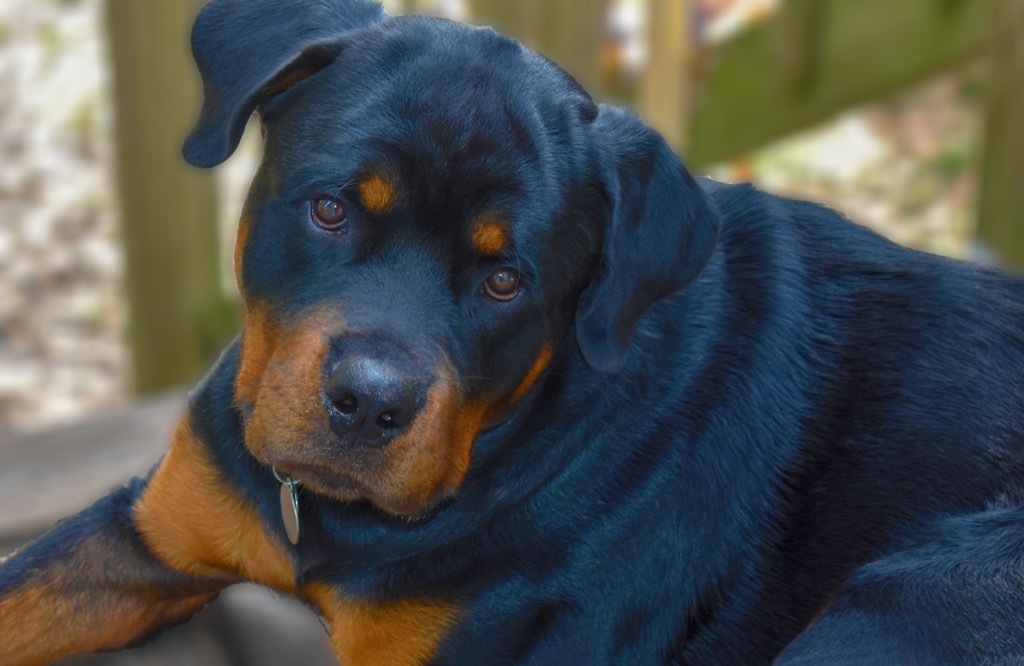 rottweiler dog