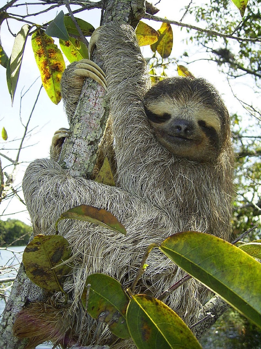 three-toed sloth hanging in the trees