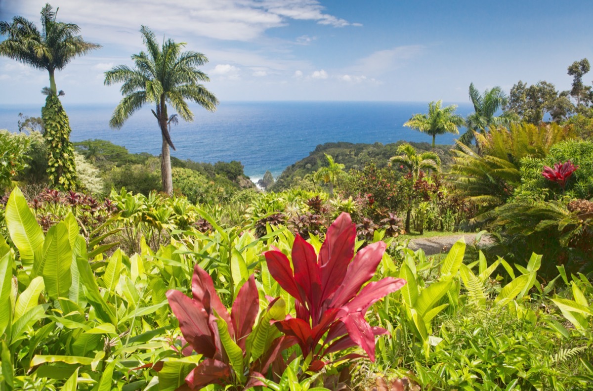 flowers and palm trees overlooking the water in maui