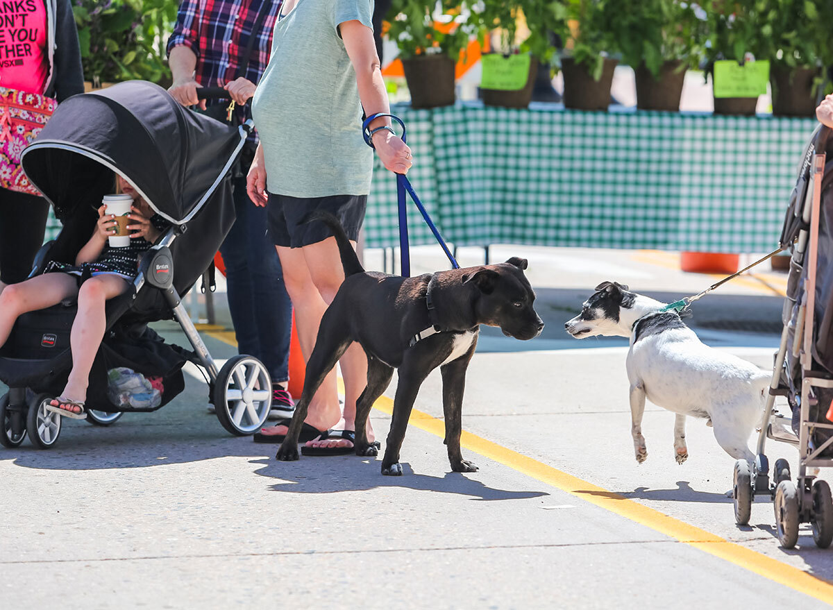 farmers market pets