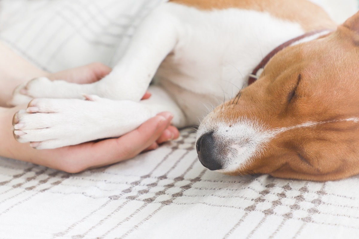 white hand holding small dog's paws