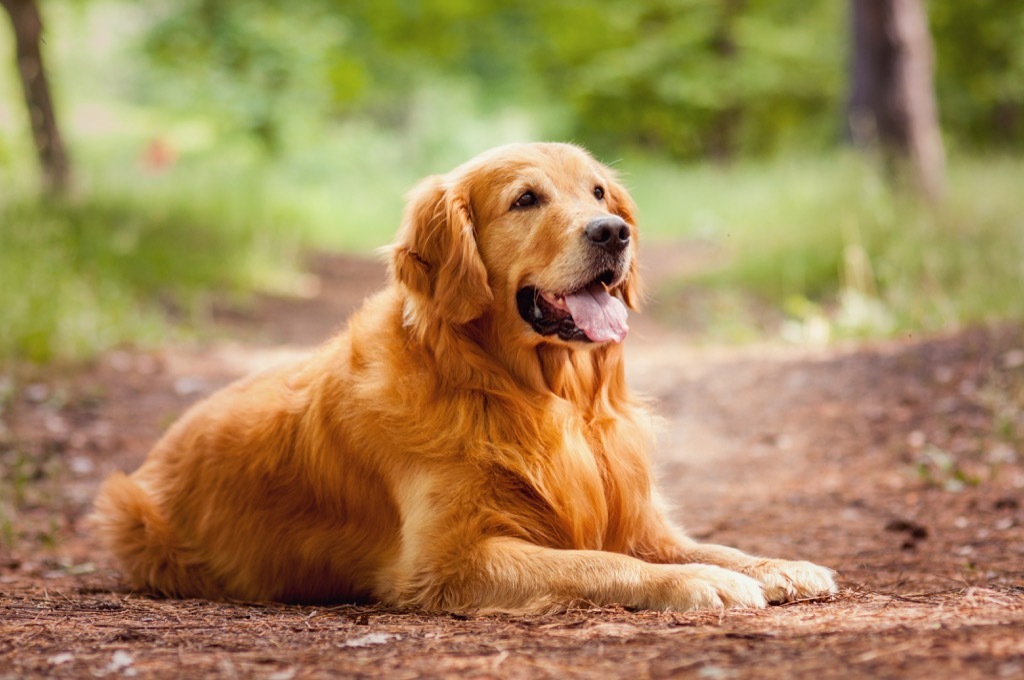 Golden Retriever, Dog