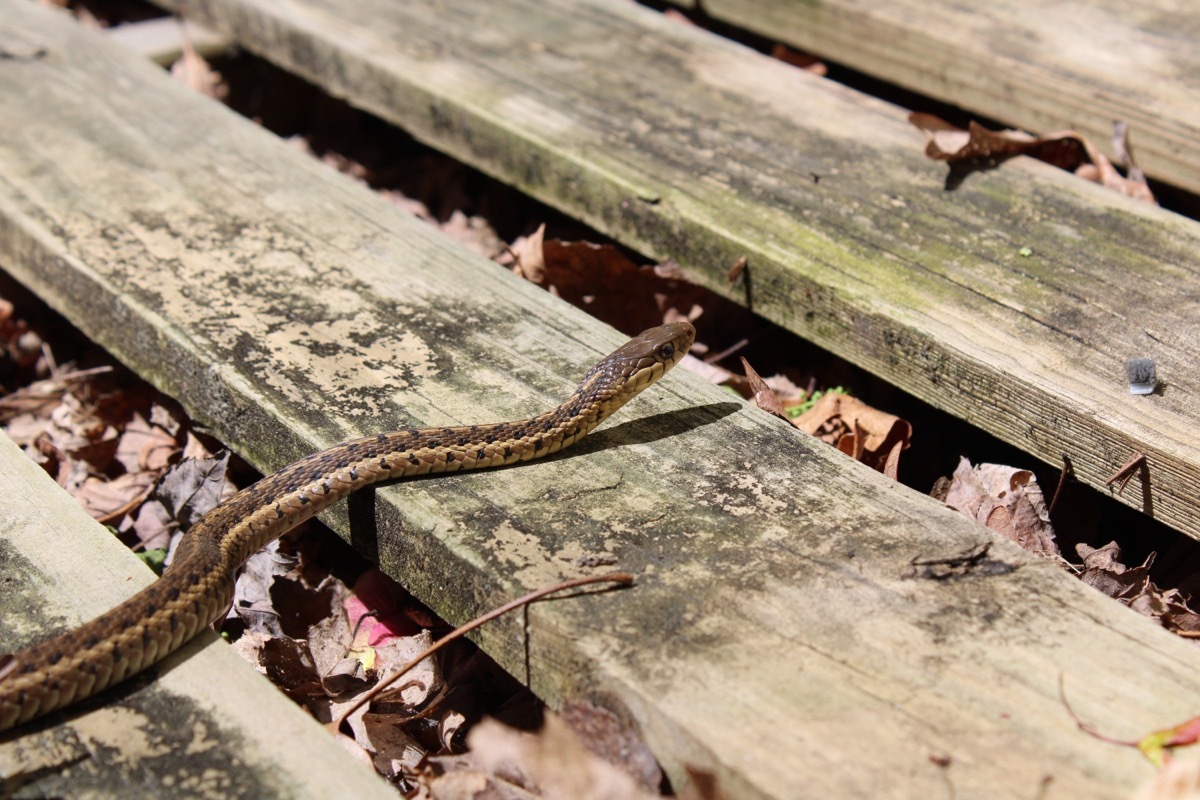 Snake Slithering up Steps