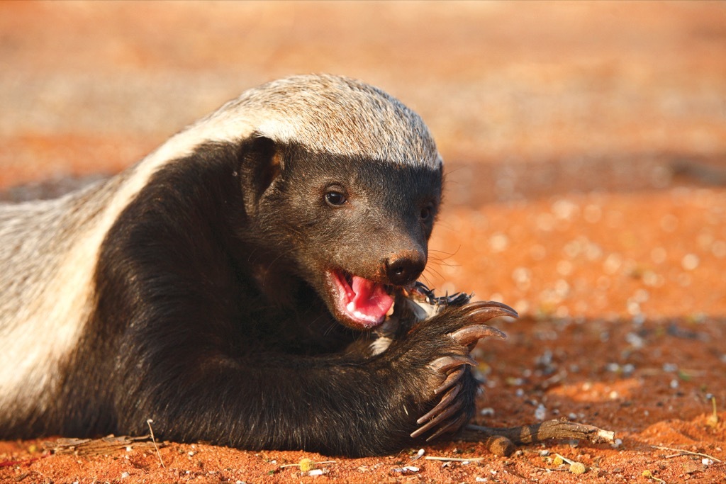 honey badger