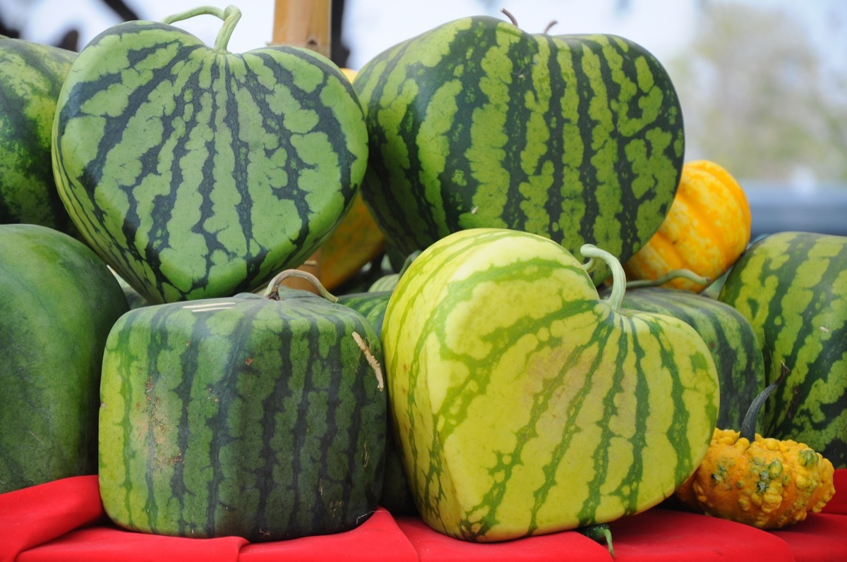 watermelons in the shape of hearts