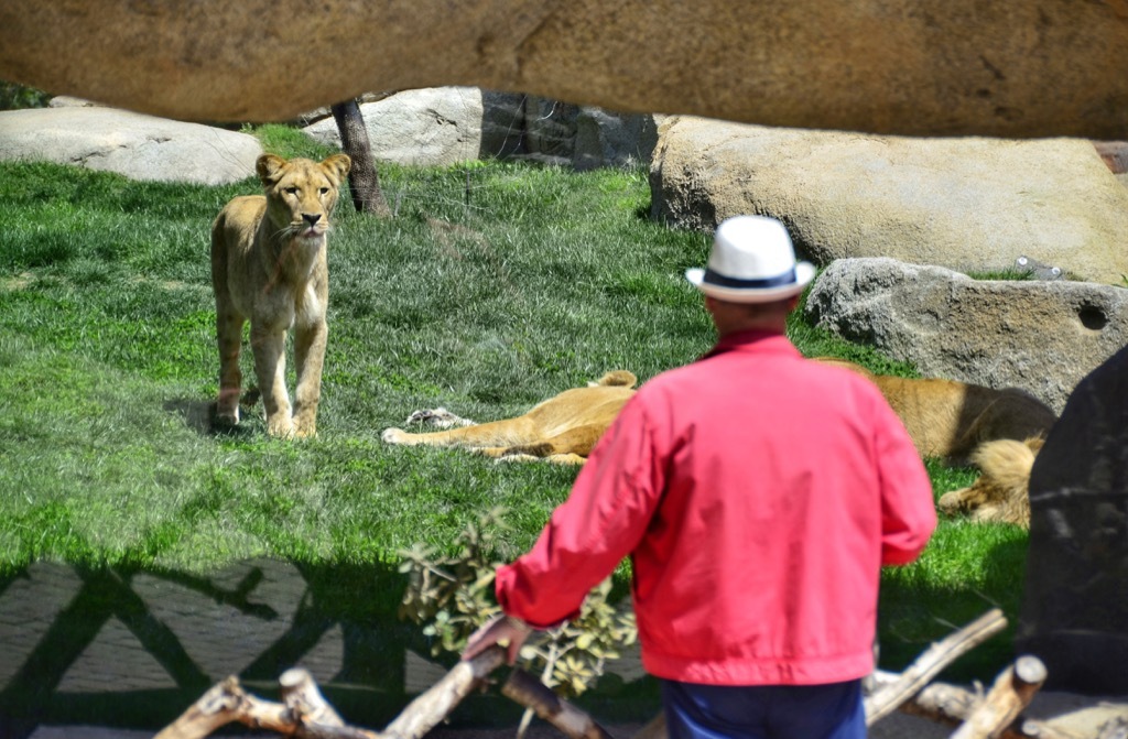 Man, Lioness, Risk