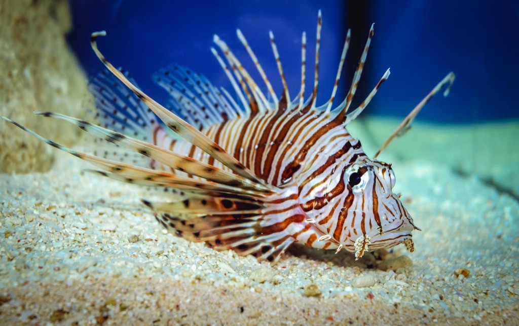 Lionfish