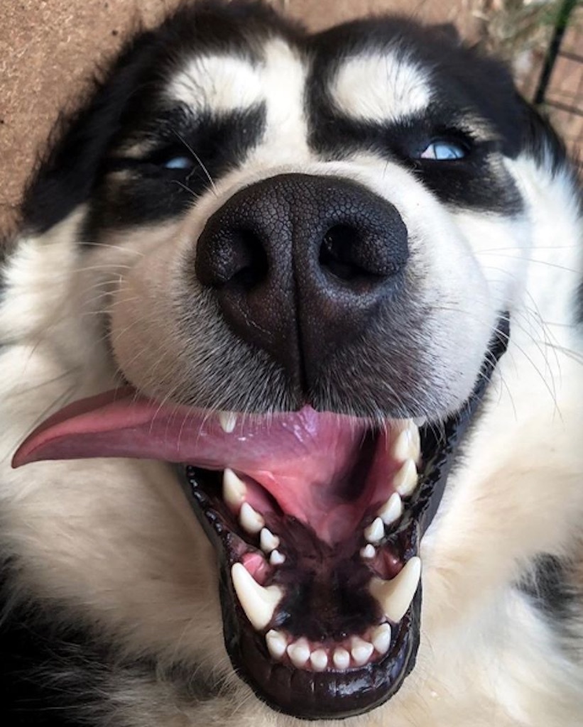 husky smiling