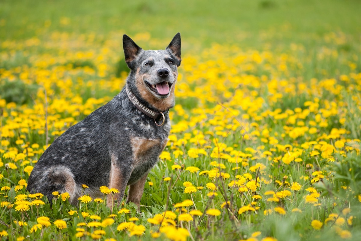 Australian Cattle Dog in Field