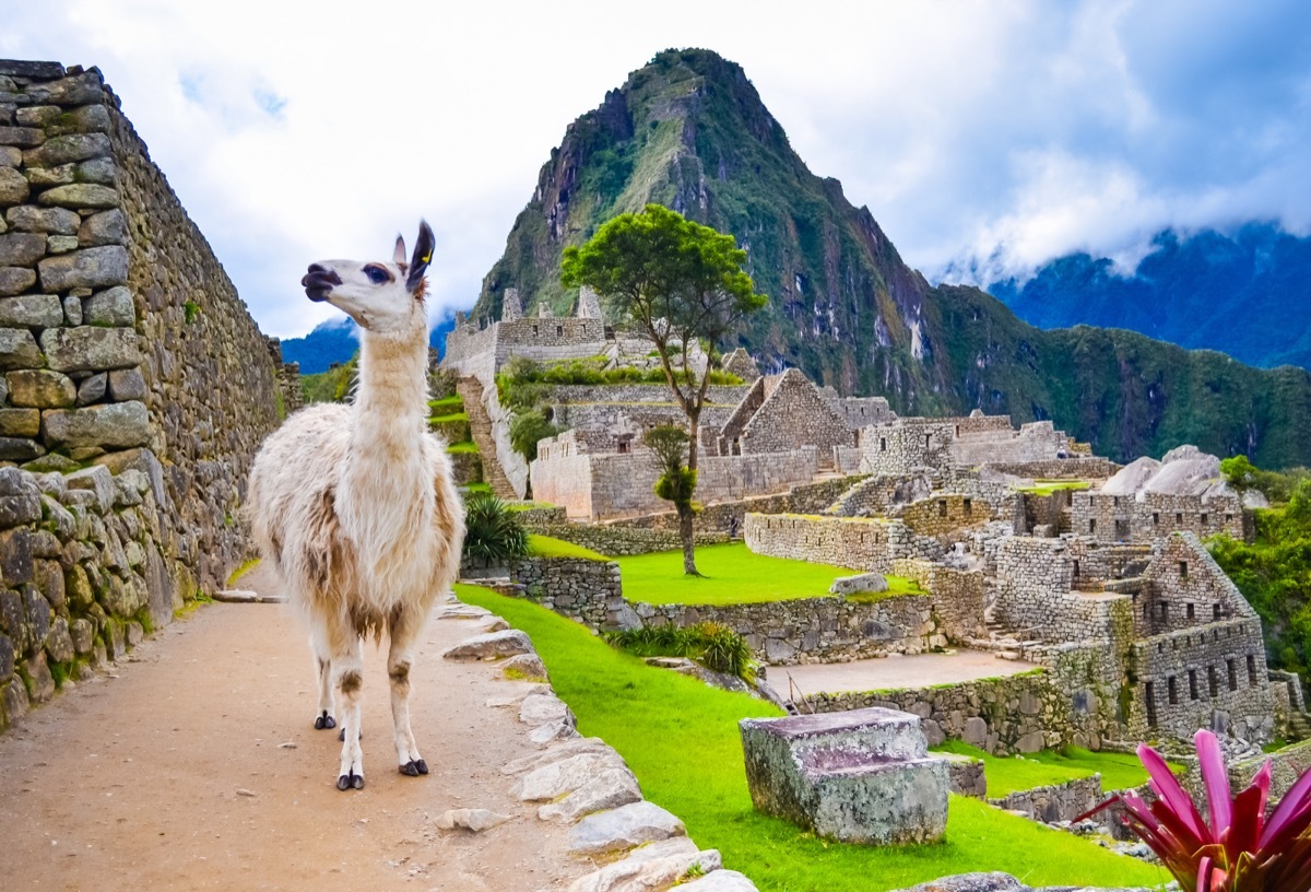 a llama in peru, 