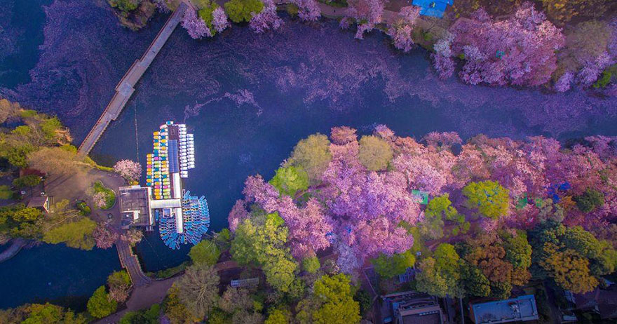 these-photos-of-japanese-cherry-blossoms-are-out-of-this-world-01