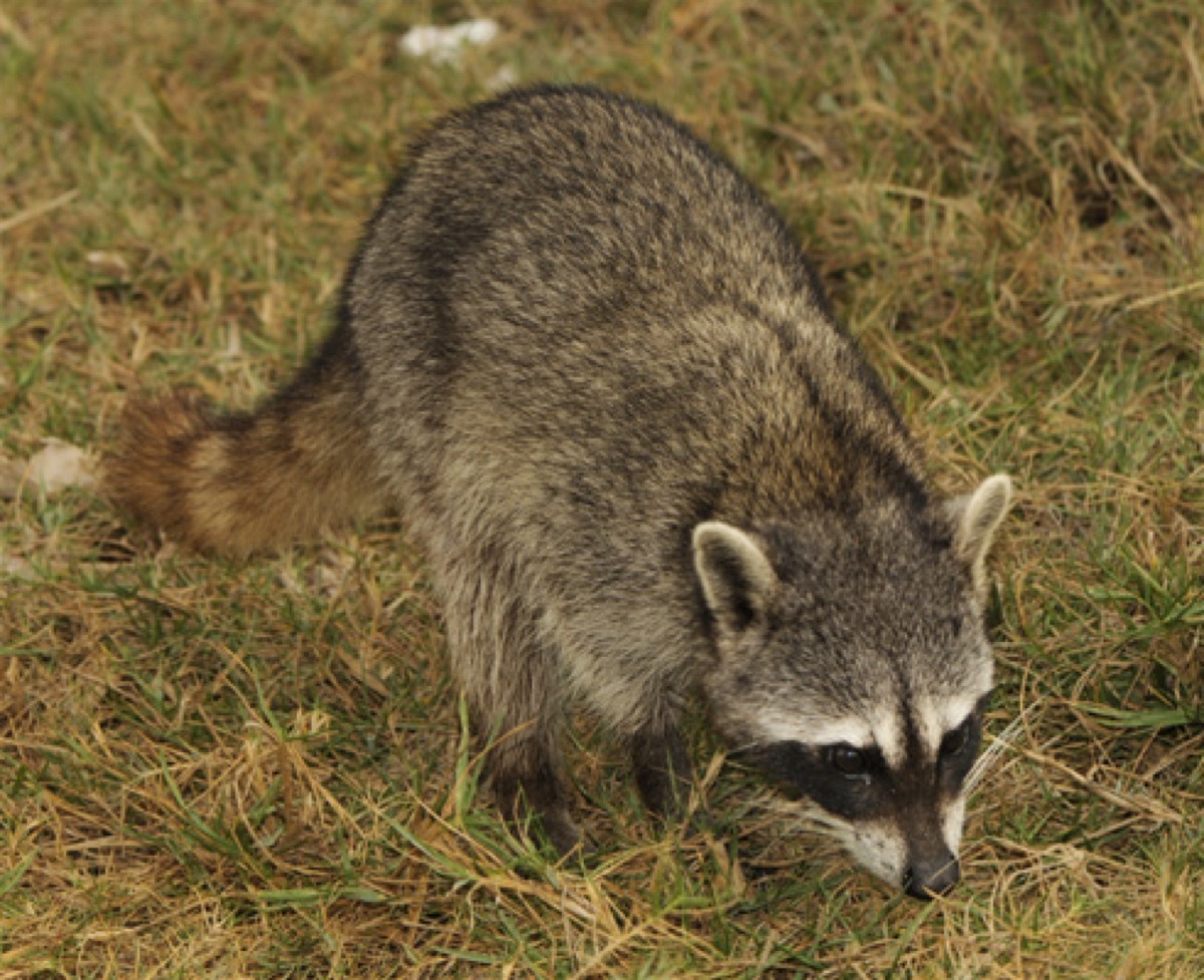 cozumel raccoon roaming around, nearly extinct animals