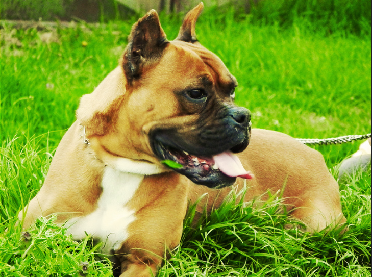 Boxer | 9 of The Best Family Friendly Dog Breeds | Her Beauty