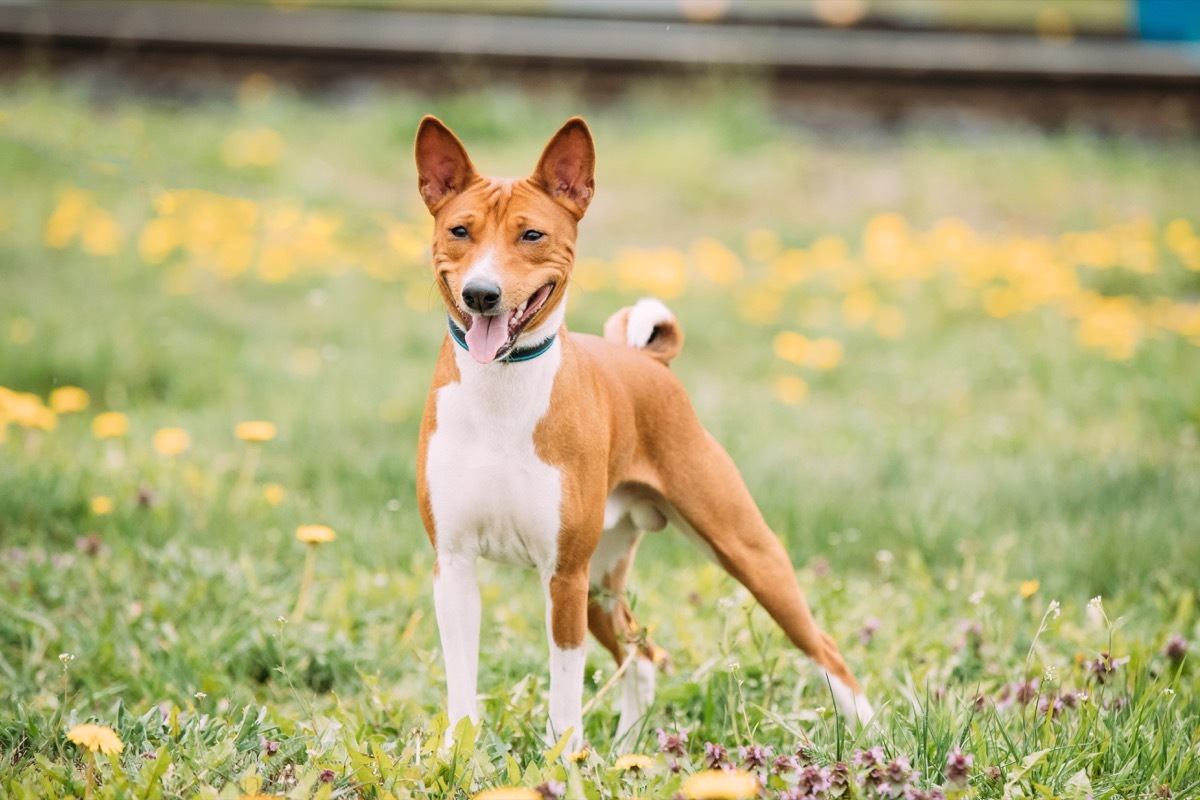 Basenji Kongo Terrier Dog. - dog puns