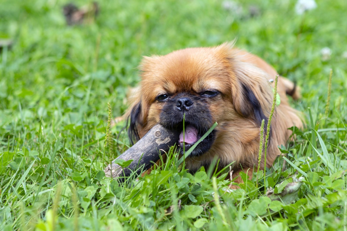 The Pekingese is a sacred dog breed of Chinese emperors, bred in ancient China over 2,000 years ago. It is one of the oldest dog breeds