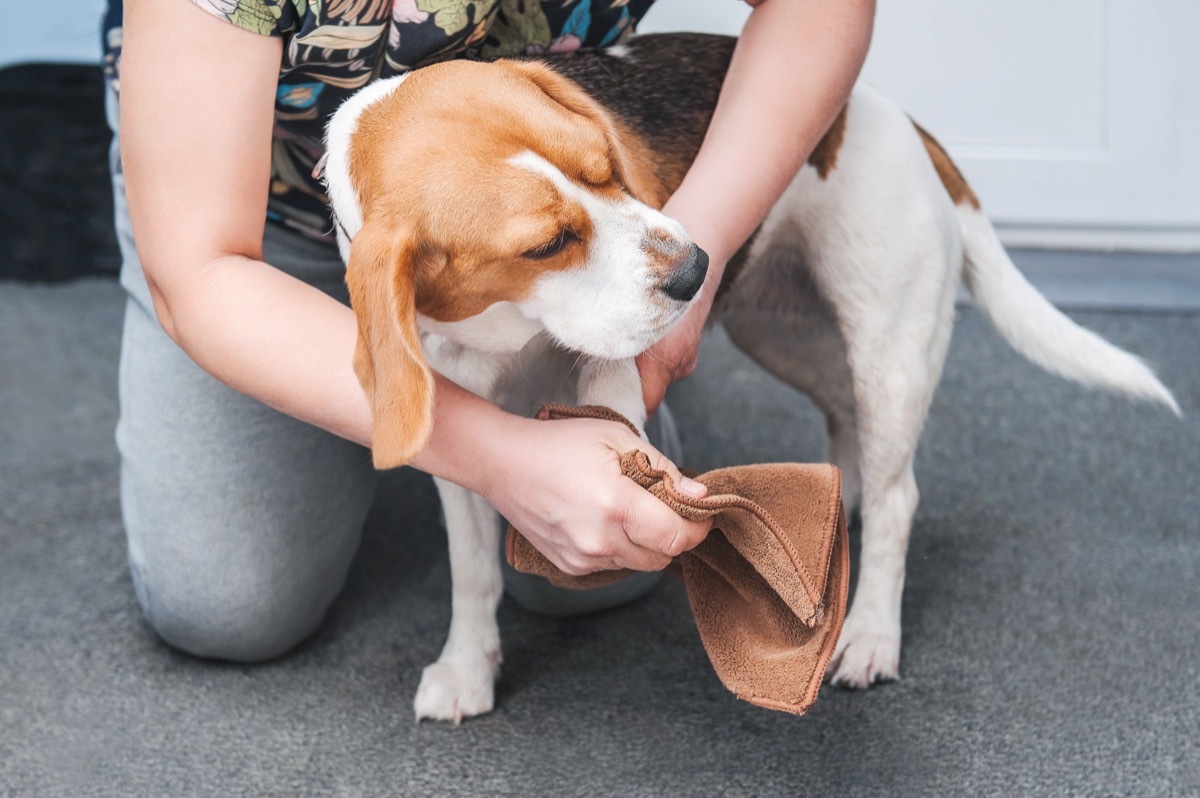 cleaning dog's paws