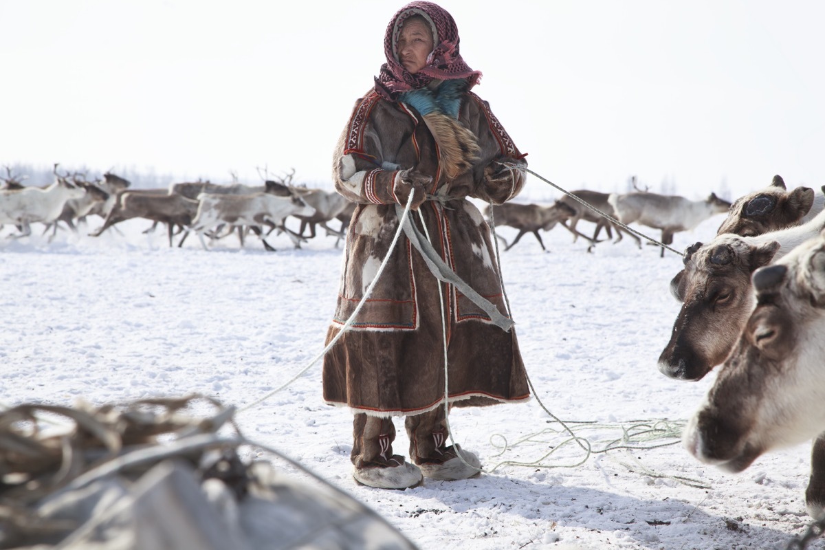 Nadym, Russia - March 18, 2017:assistant reindeer breeder