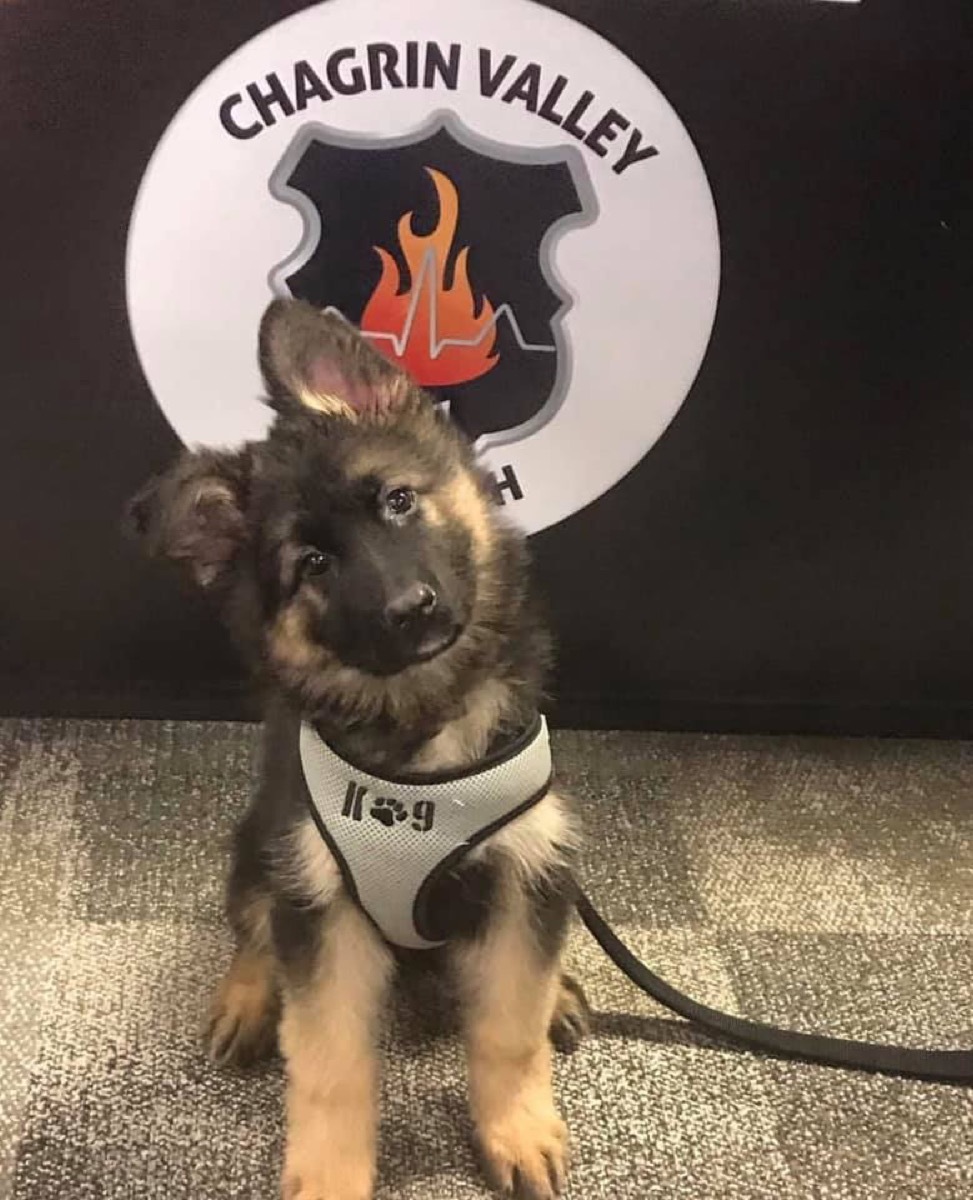 Revan Puppy Cleveland adorable police animals