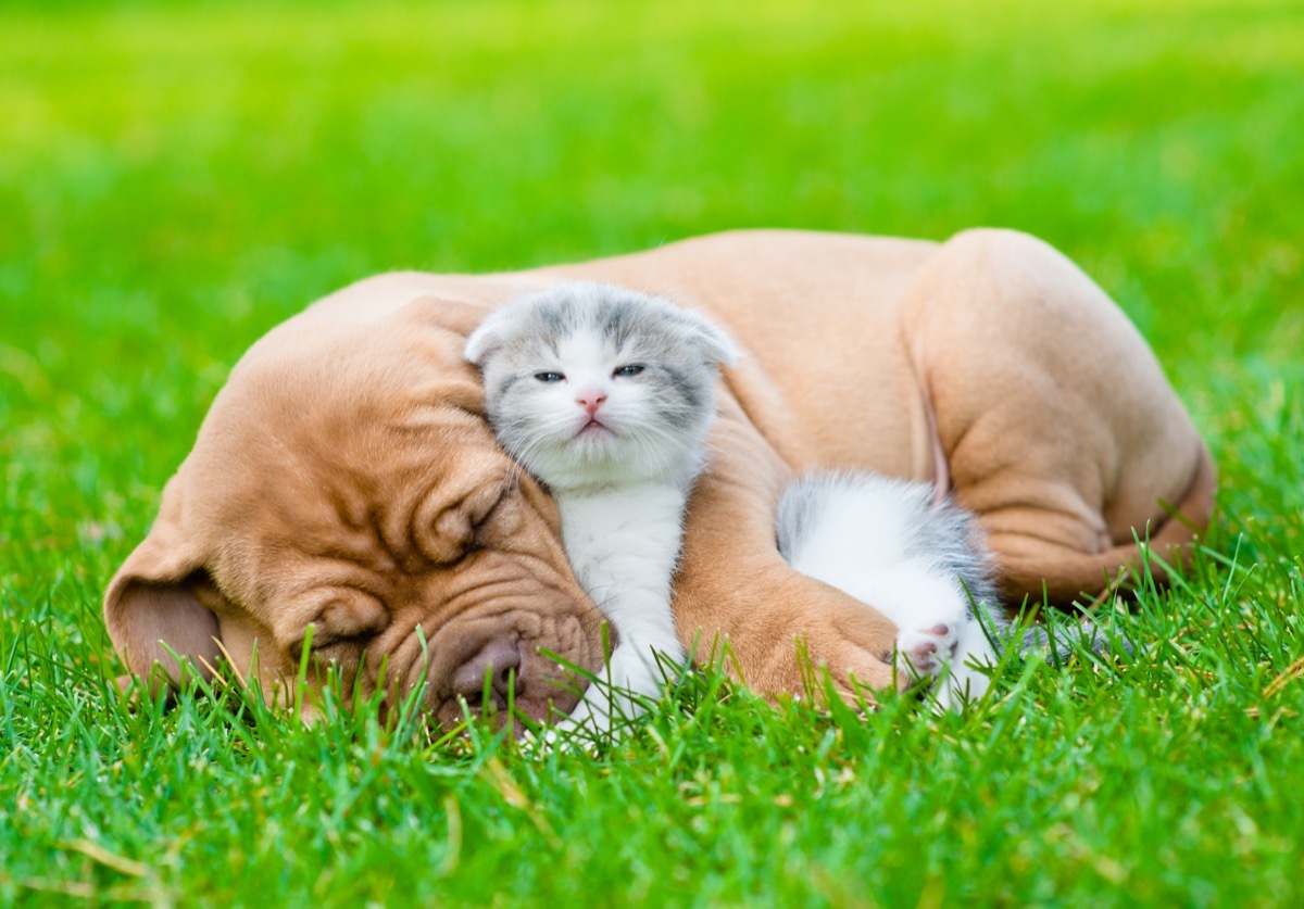 sleeping bordeaux puppy with kitten photos of snoozing dogs