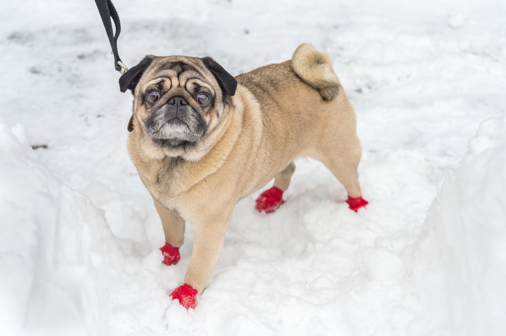 Dog booties