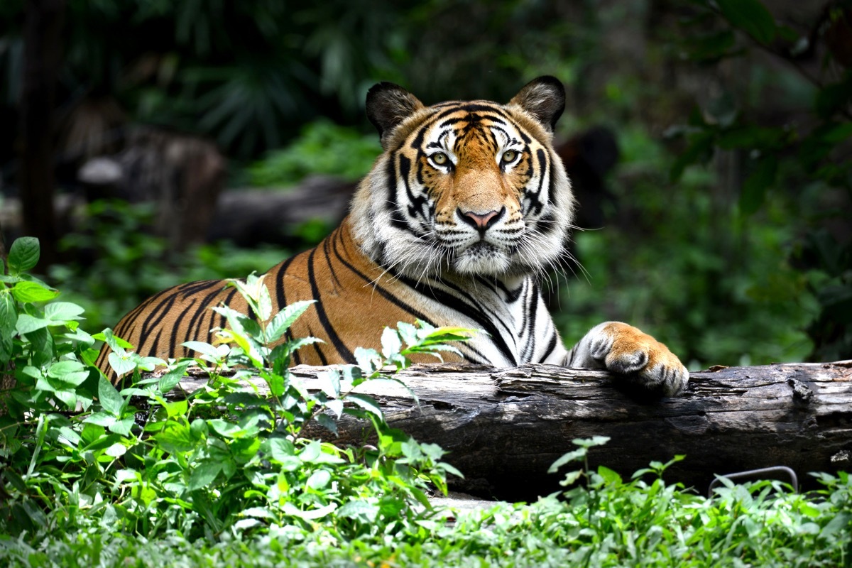 bengal tiger