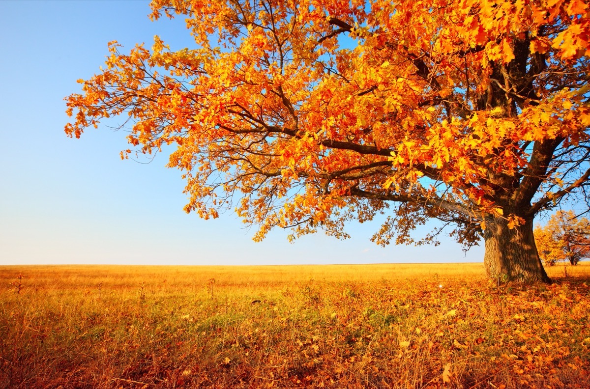 oat tree in a meadow in the fall