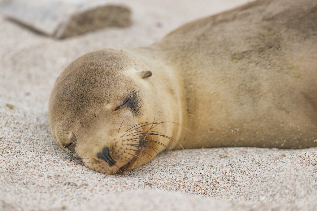 sleepy seal