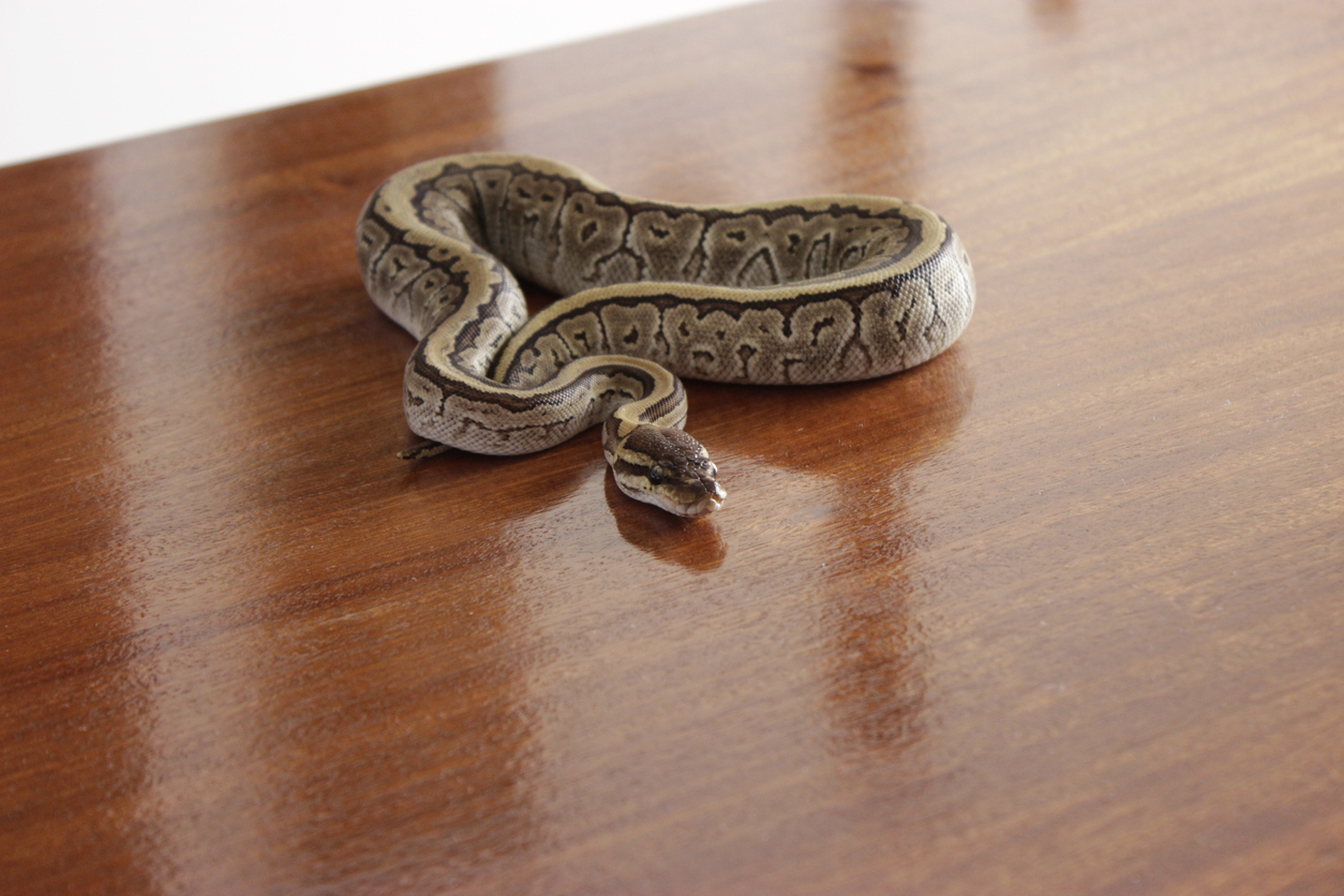 A snake resting on a wooden table in a house