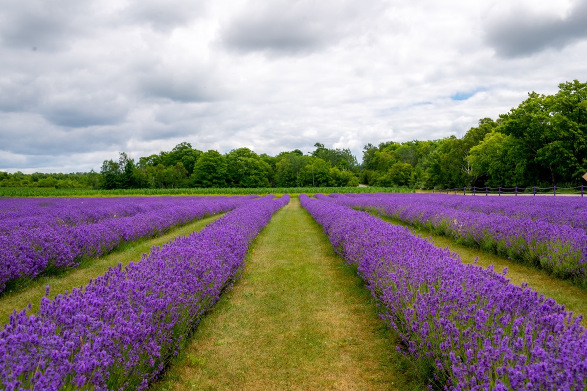 Lavender Fields in Washington Island Wisconsin