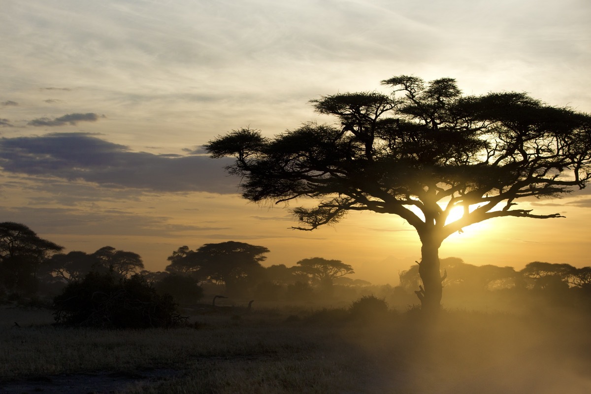 Acacia tree at sunset in Kenya 03