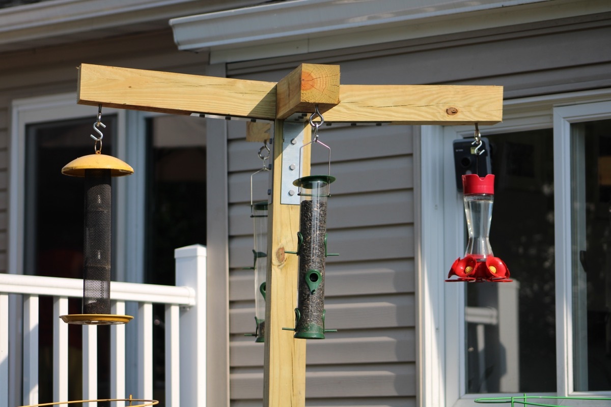 Bird Feeder in Front Yard