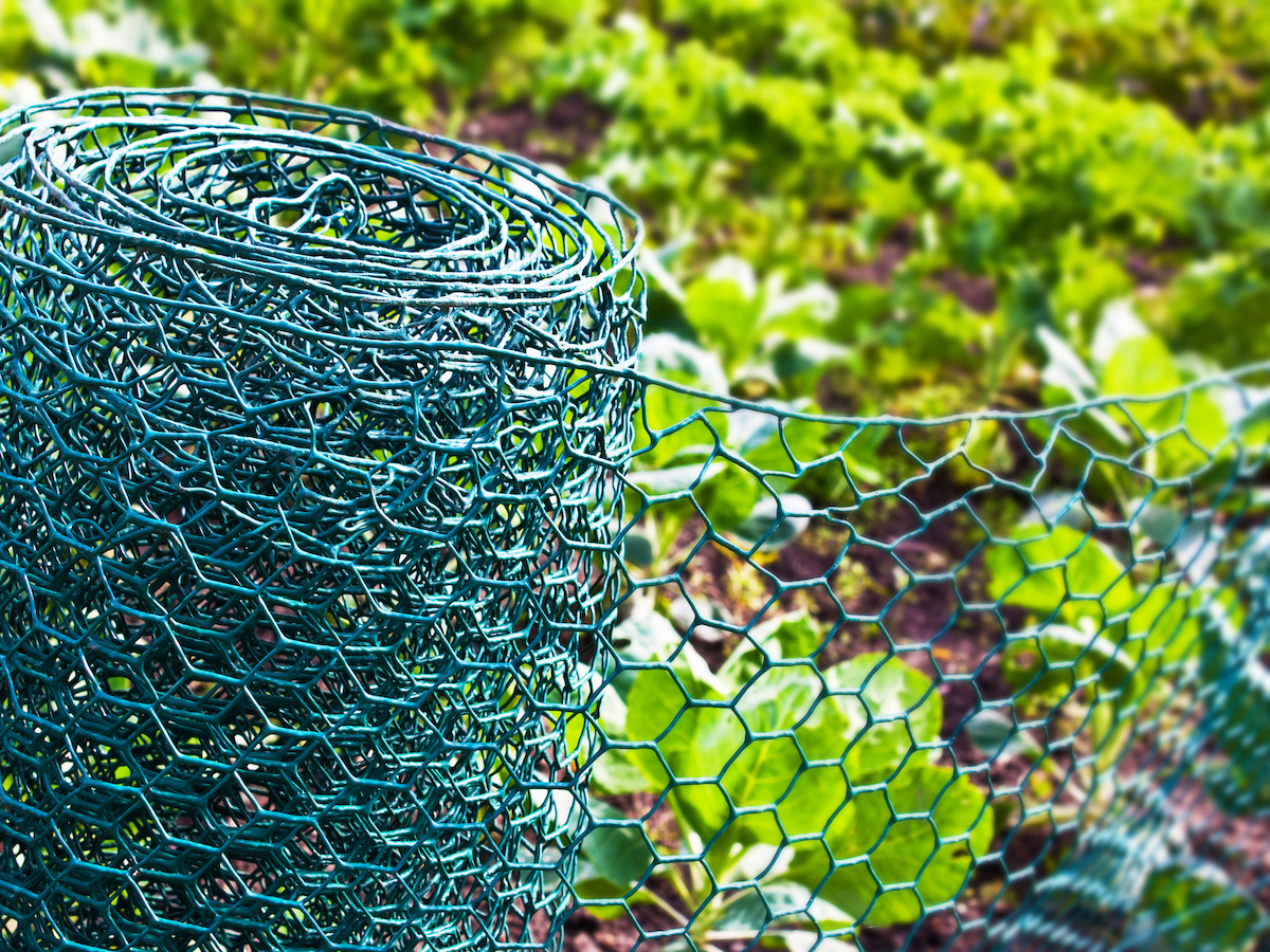 Vegetables garden and wire fence close up