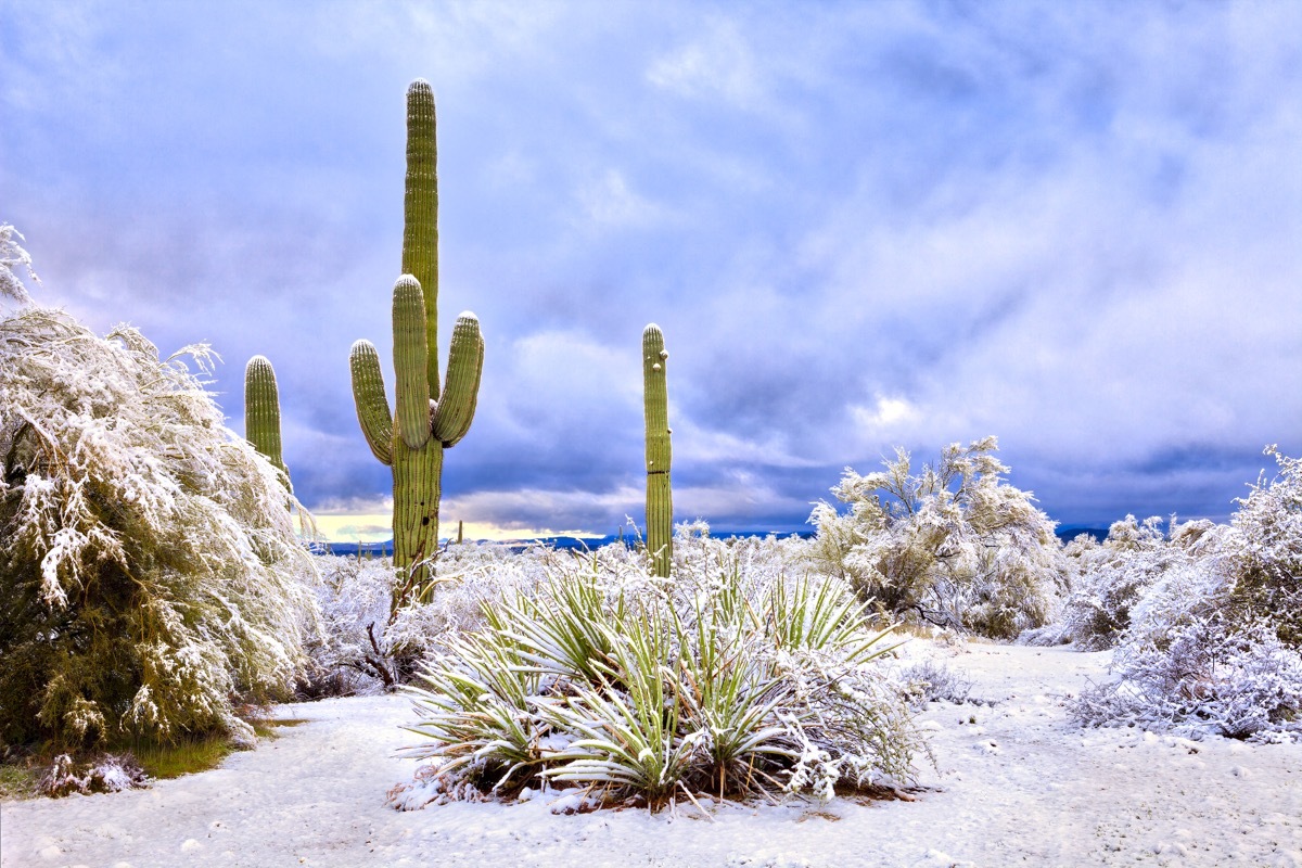 Arizona desert and cacti covered in snow