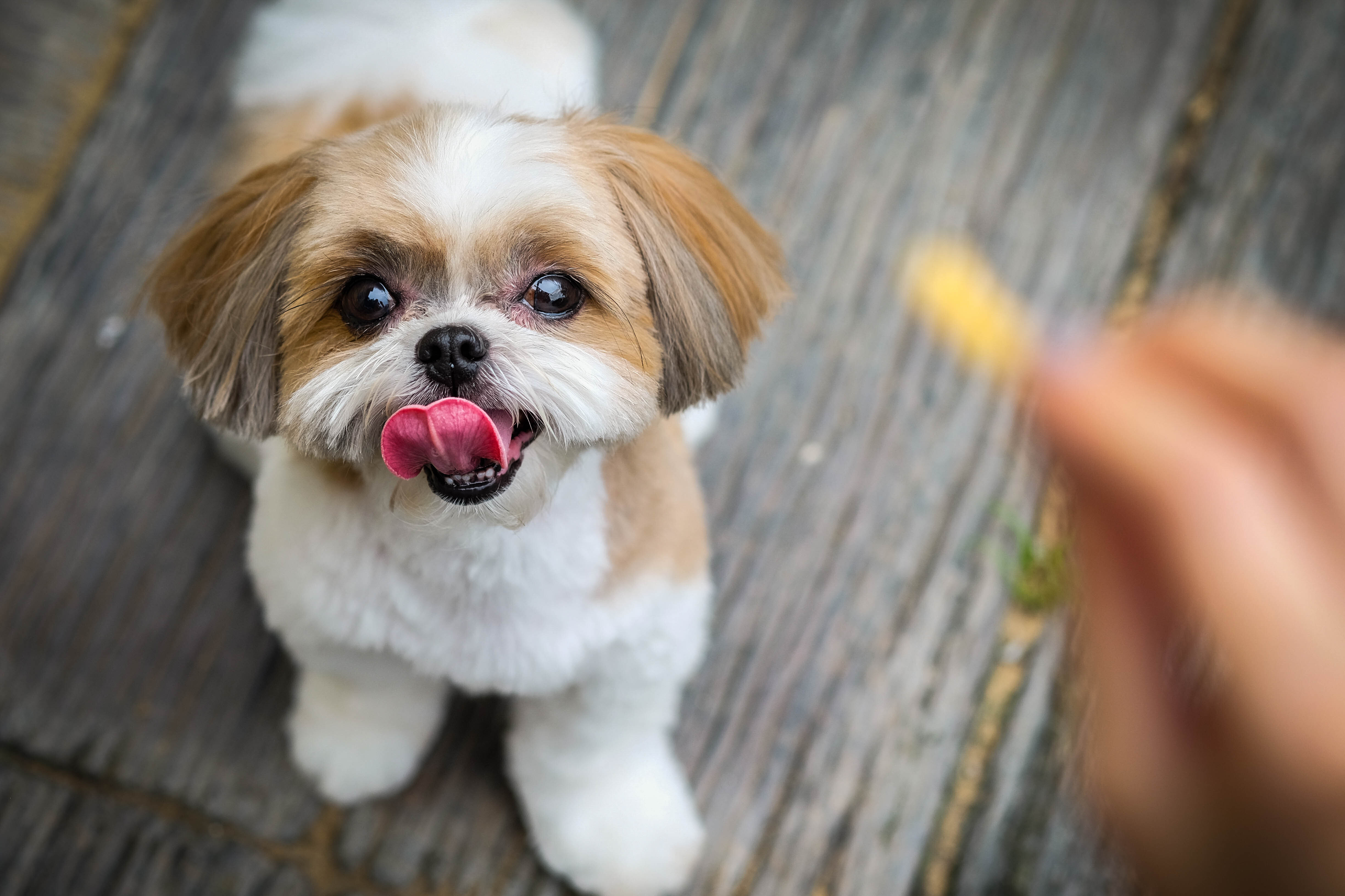 shih tzu waiting for a treat