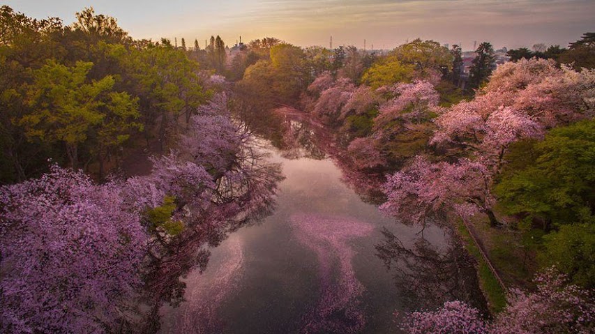 these-photos-of-japanese-cherry-blossoms-are-out-of-this-world-02