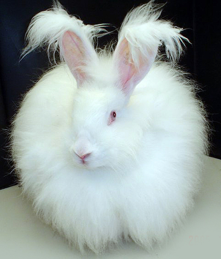 English Angora Rabbit Crazy Critters