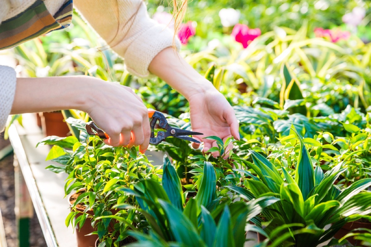 destroying your garden