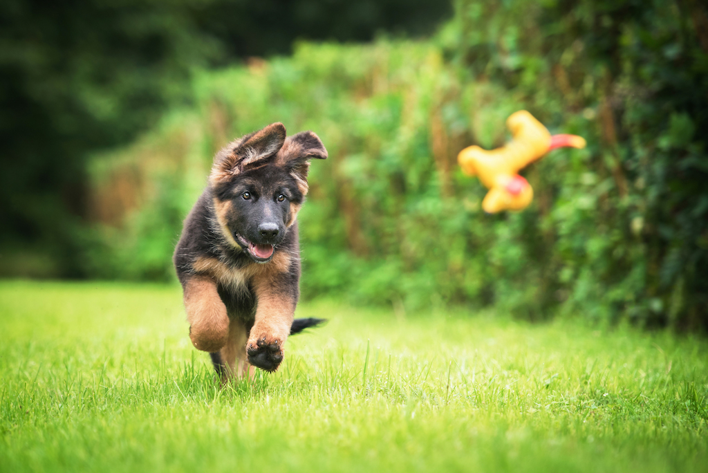 german-shepherd